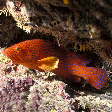 Cephalopholis miniata : 5 à 8 cm